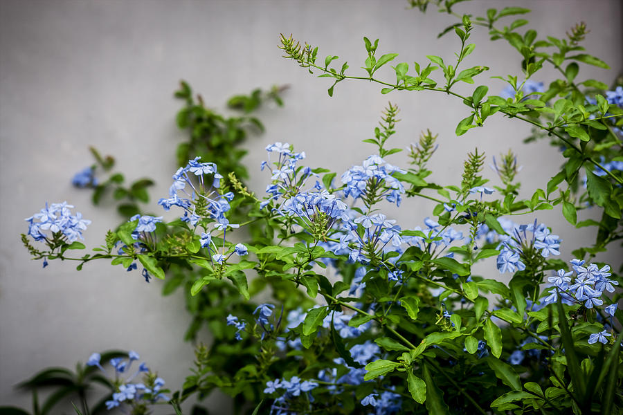 Plumbago Auriculata Painted  #1 Photograph by Rich Franco