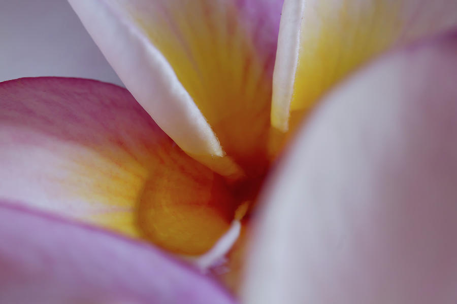 Plumeria #1 Photograph by Roger Mullenhour