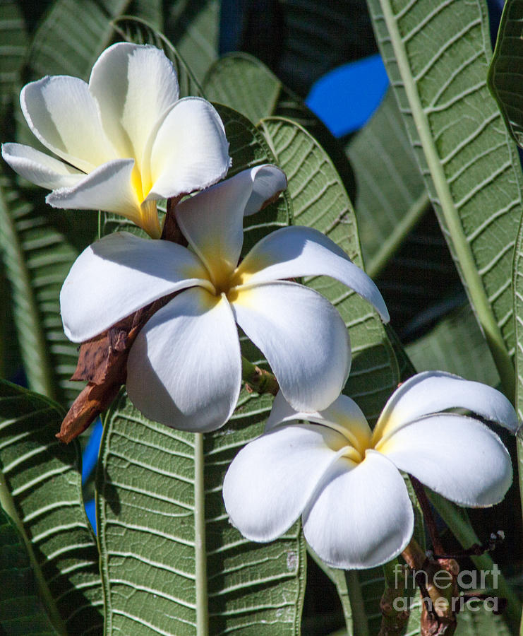 Plumeria #2 Photograph by Roselynne Broussard