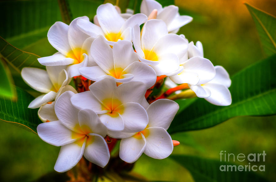 Plumerias #1 Photograph by Kelly Wade