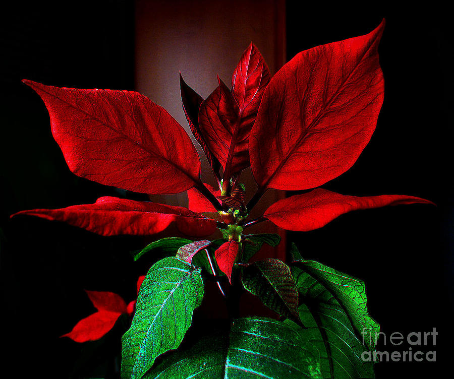 Flower Photograph - Poinsettia by Jasna Dragun