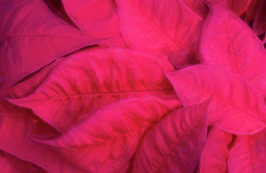Poinsettia Leaves 2 #1 Photograph by Rich Franco