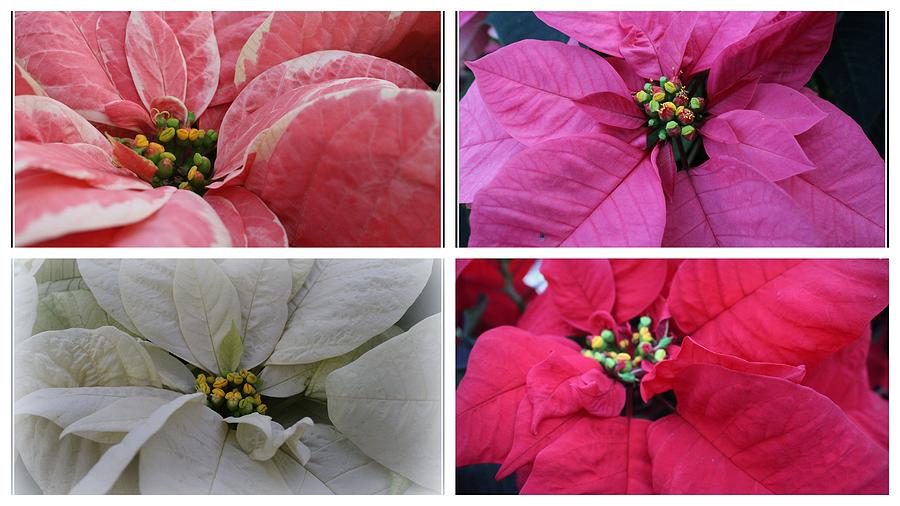 Poinsettias for Christmas  - A Collage Photograph by Dora Sofia Caputo