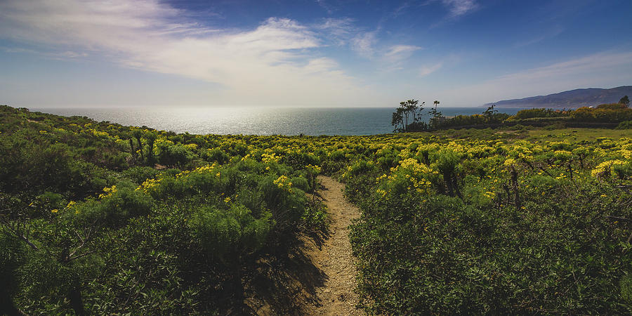 Point Dume Spring Wildflowers #1 Photograph by Andy Konieczny