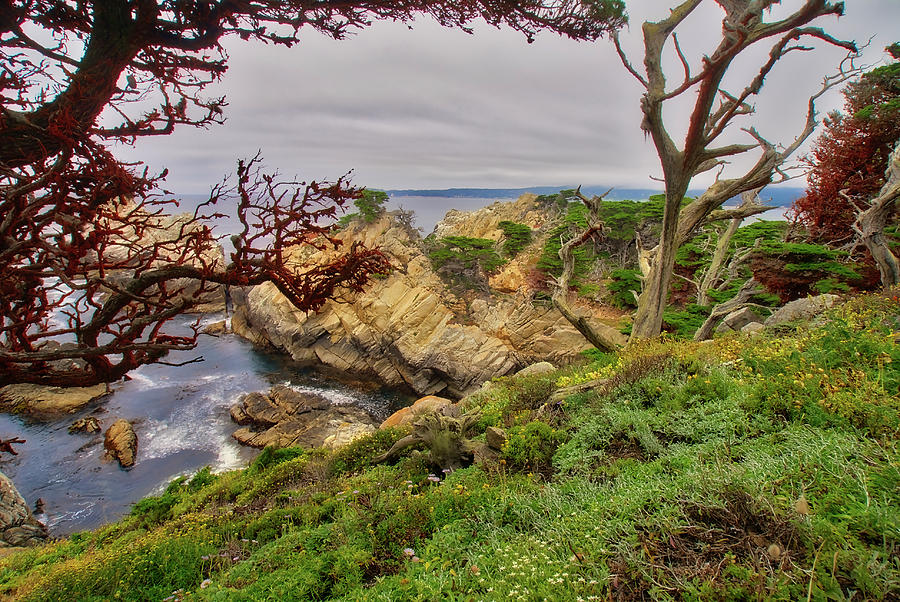 Point Lobos State Reserve #1 Photograph by Donald Pash