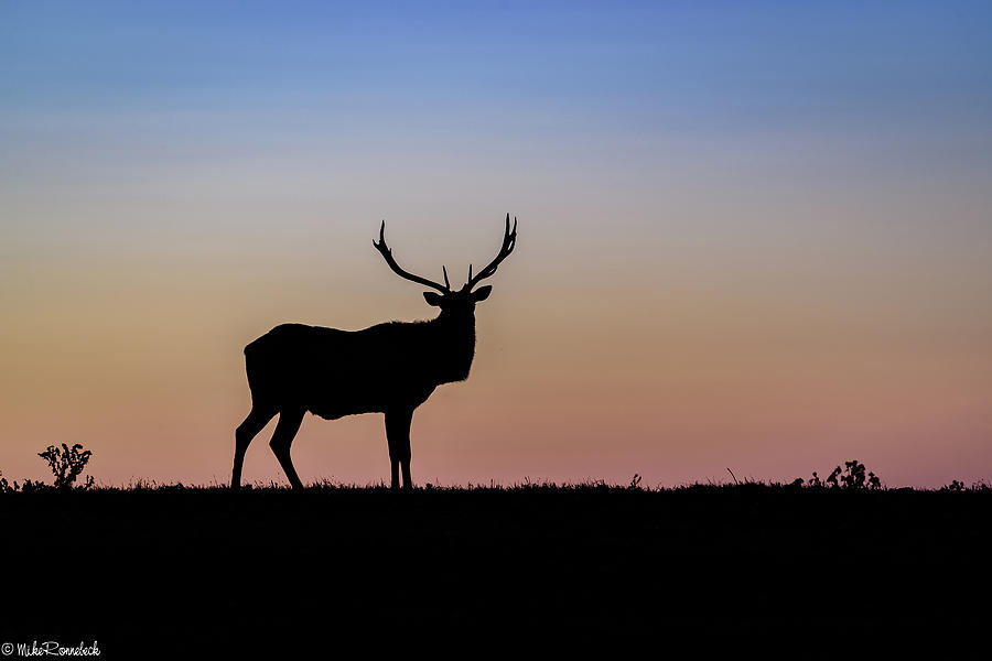 Wildlife Photograph - Point Reyes Elk #1 by Mike Ronnebeck