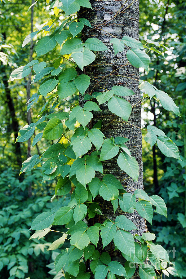 Poison Ivy #1 Photograph by John Kaprielian