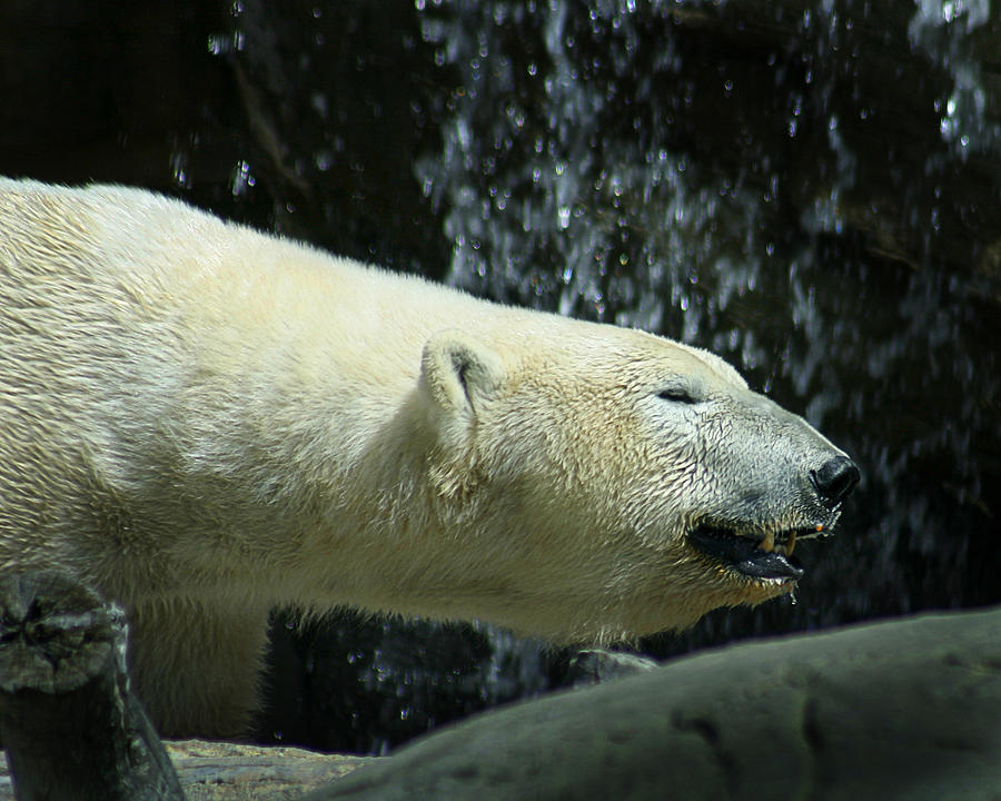 Polar Bear 2 #1 Photograph by Anthony Jones