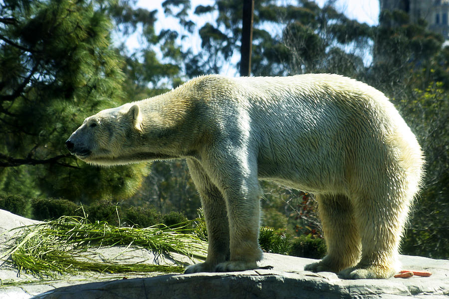 Polar Bear  #1 Photograph by Anthony Jones