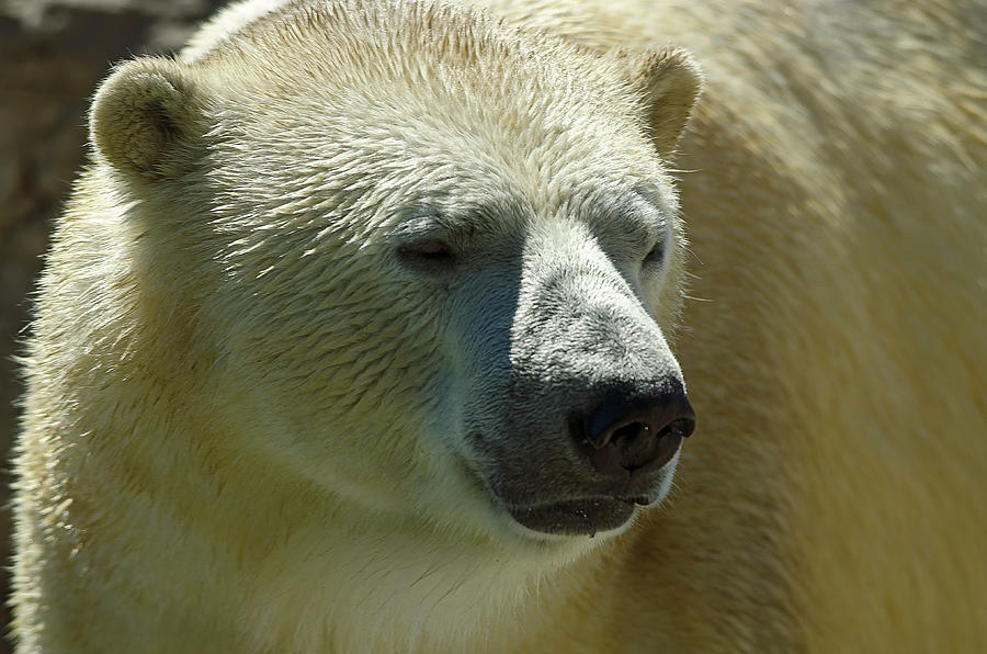 Polar Bear #2 Photograph by JT Lewis