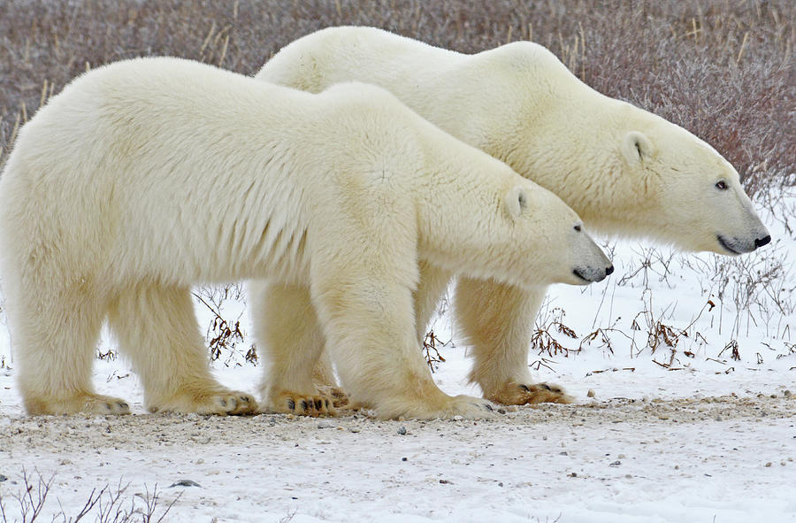Polar Bear Pair #2 Photograph by Michelle Halsey