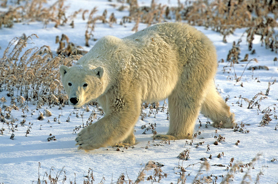 Animal Photograph - Polar Bear #1 by Stephen J. Krasemann