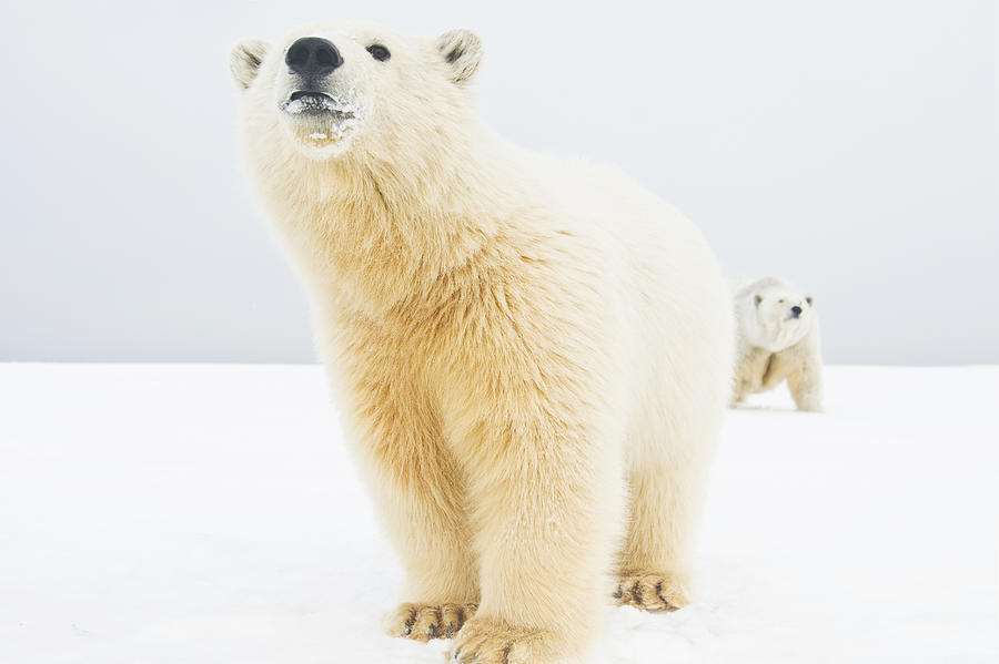 Polar Bear  Ursus Maritimus , Curious #1 Photograph by Steven Kazlowski