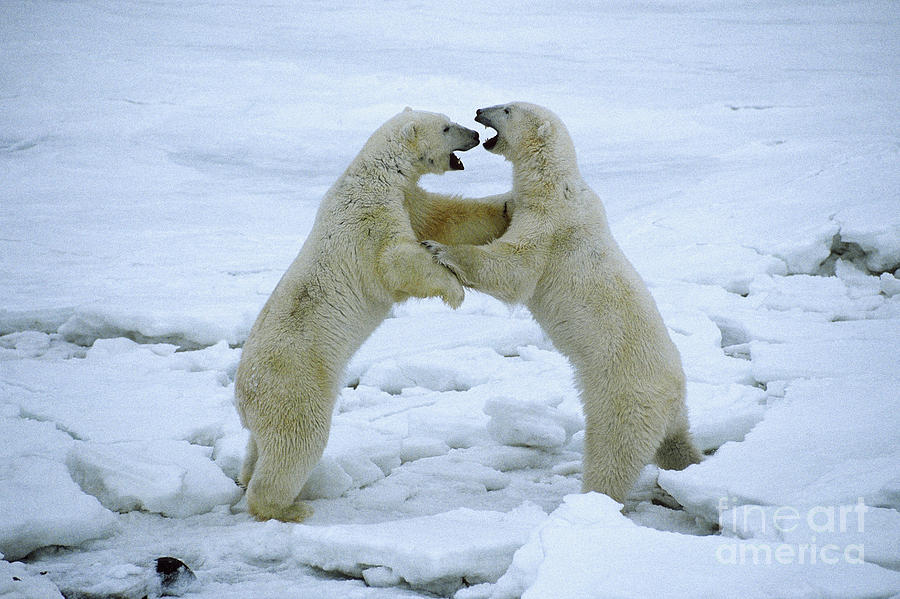 Animal Photograph - Polar Bears Play-fighting #2 by Francois Gohier