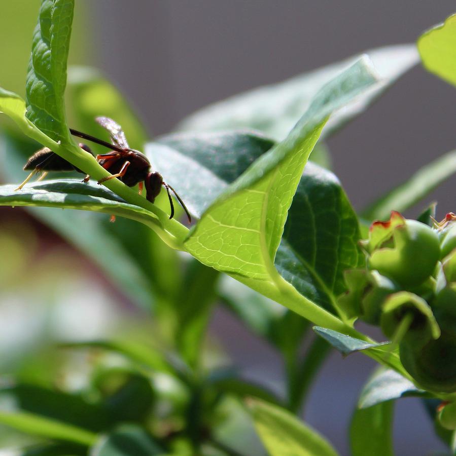 Polistes Fuscatus Paper Wasp on a Blueberry Bush #1 Photograph by M E