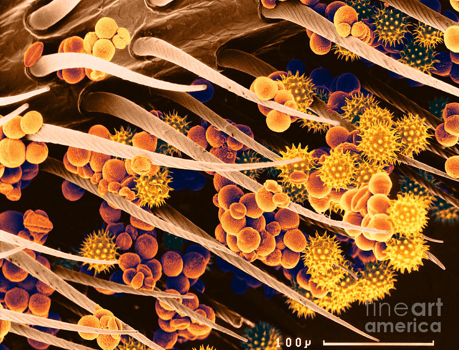 Pollen On A Bee, Sem Photograph by Biophoto Associates
