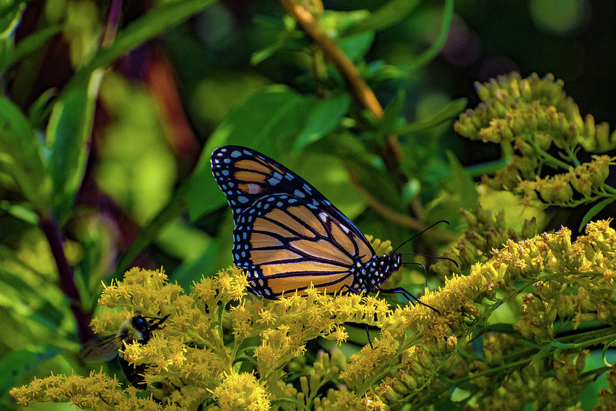 Butterfly Photograph - Pollinating Butterfly #1 by Neil Taitel