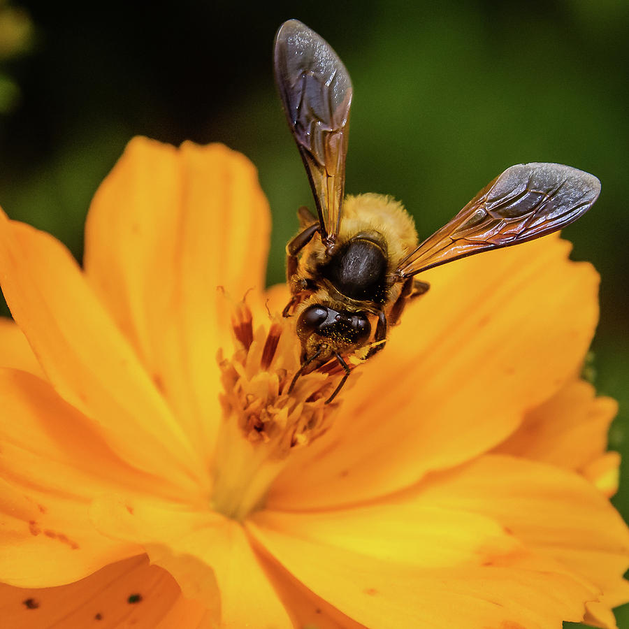 Pollination #1 Photograph by SAURAVphoto Online Store