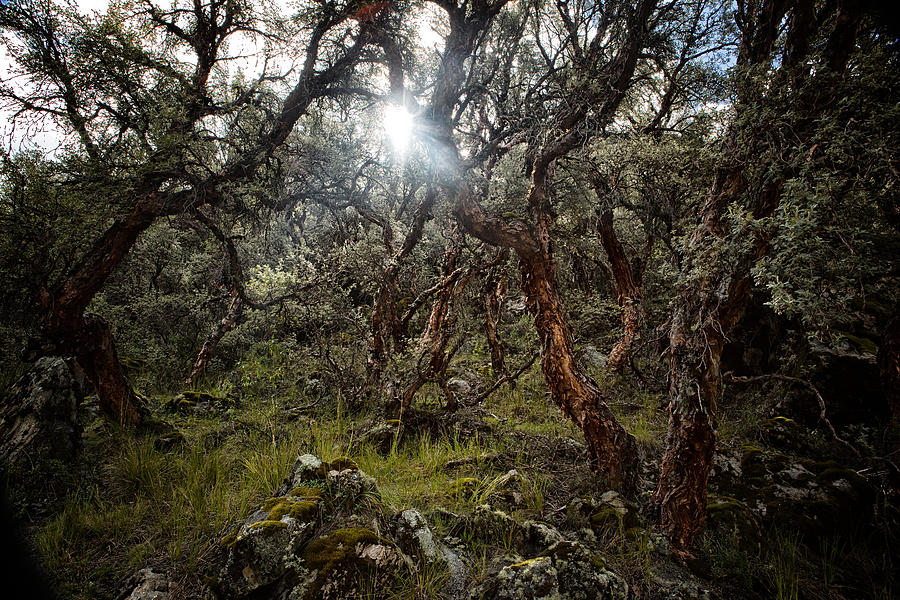 Polylepis forest in the high Andes of Bolivia #1 Photograph by Dirk Ercken