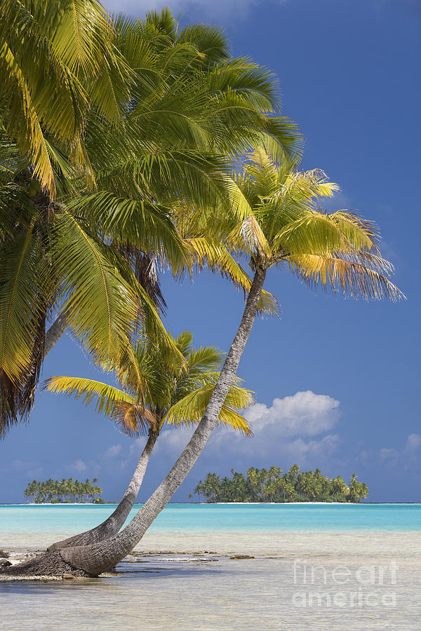 Polynesian Beach With Palms #1 Photograph by Jean-Louis Klein & Marie-Luce Hubert