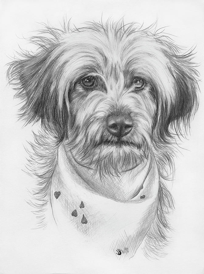 Pom-a-Poo Drawing by Barbara Keith