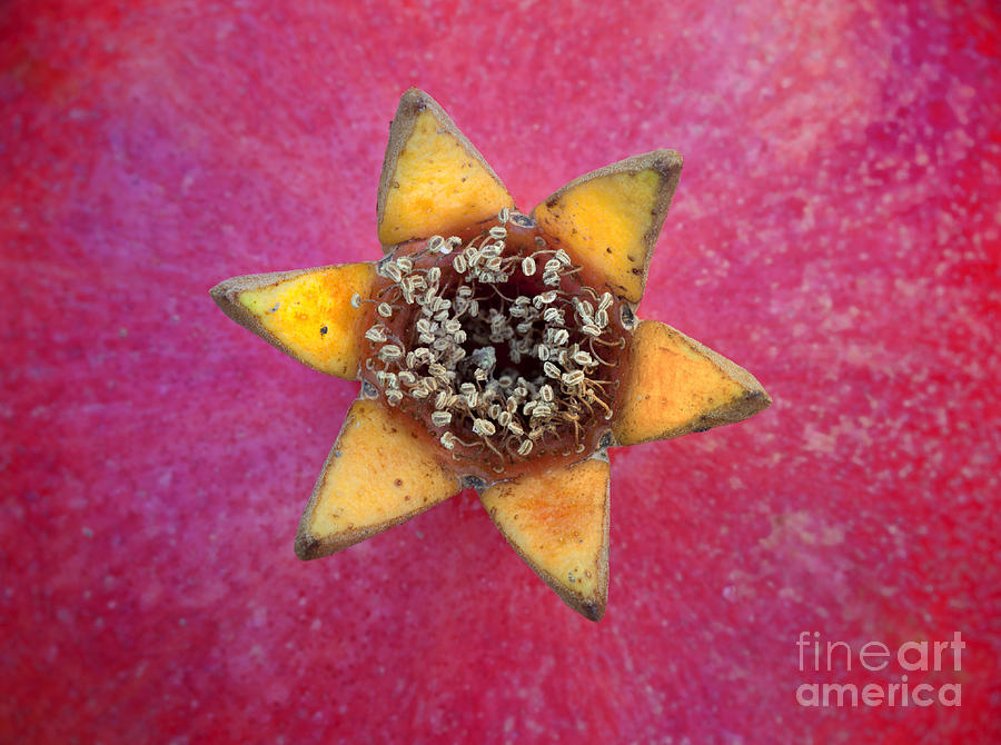 Pomegranate Blossom End #1 Photograph by Inga Spence