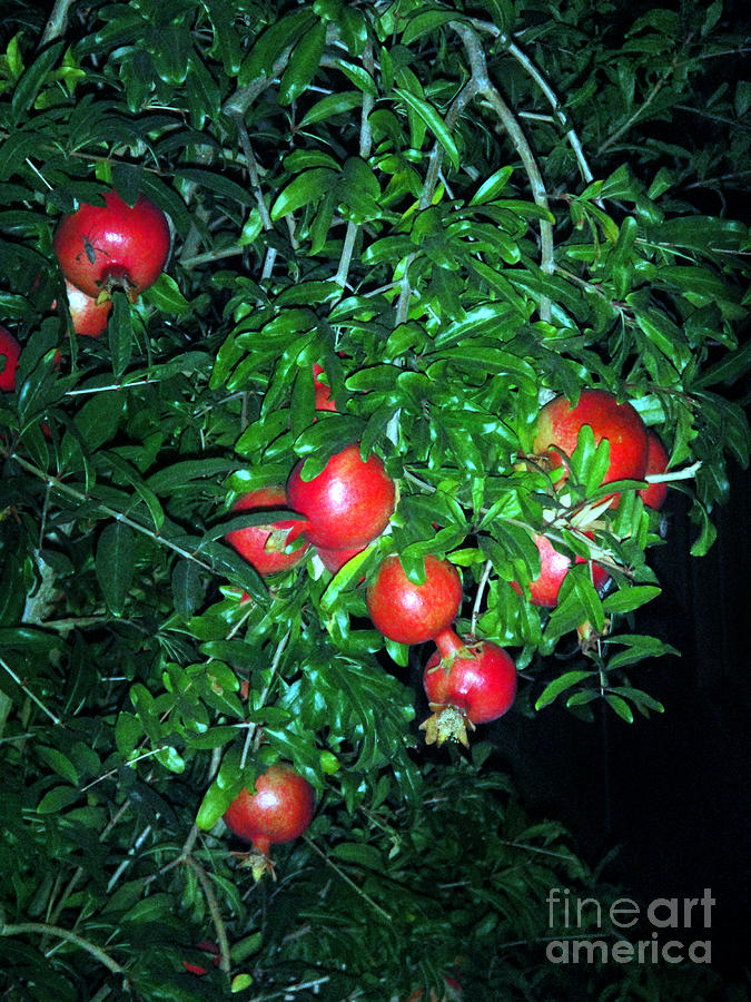 pomegranate at night