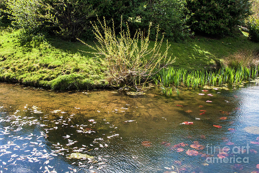 Pond Art #1 Photograph by Doc Braham