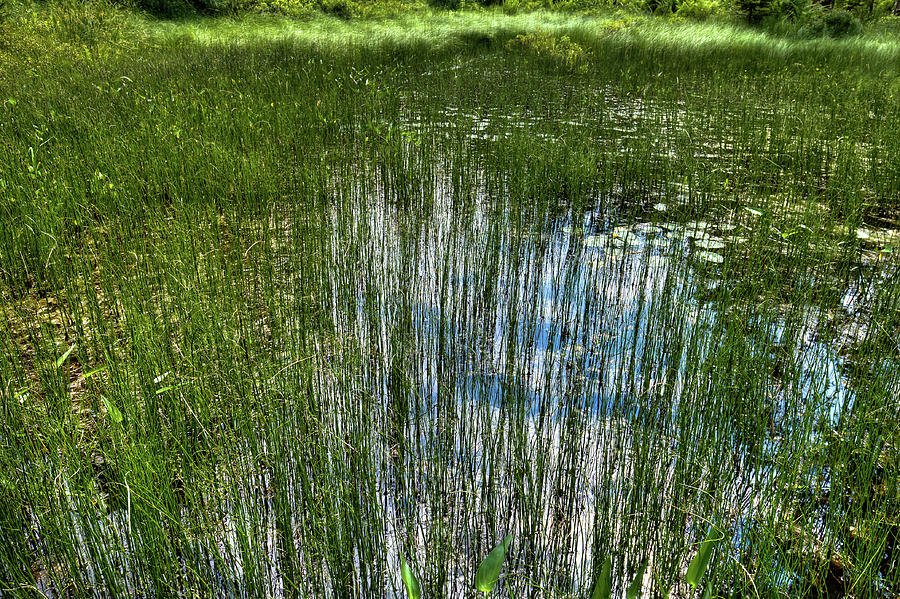 Pond Grasses Photograph
