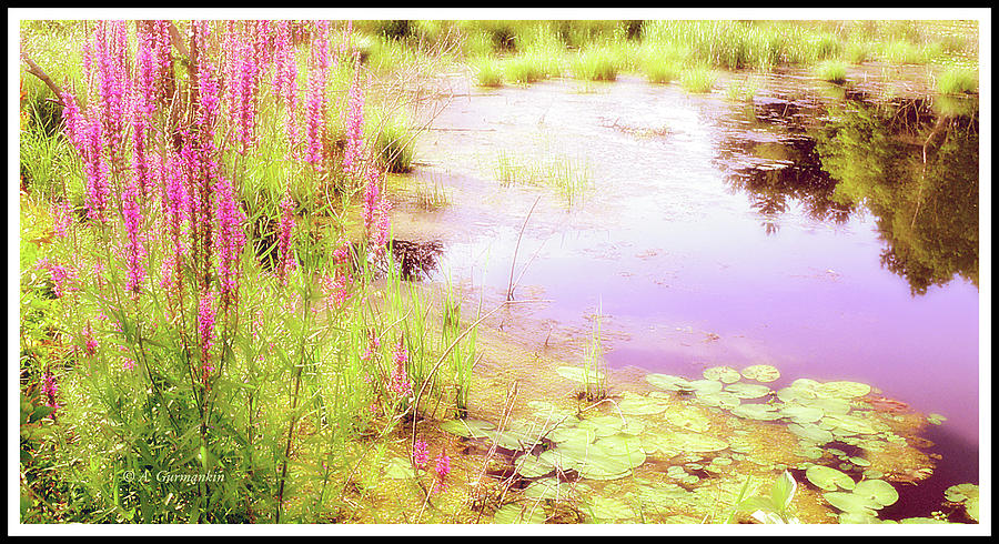 Pond in Summer, Berkshire Mountains, Massachusetts #1 Photograph by A Macarthur Gurmankin