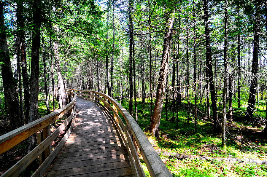 Pondicherry Wildlife Refuge II Photograph by Catherine Reusch Daley ...