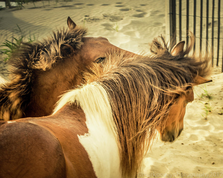 Ponies of Assateague Island #3 Photograph by Mark Peavy