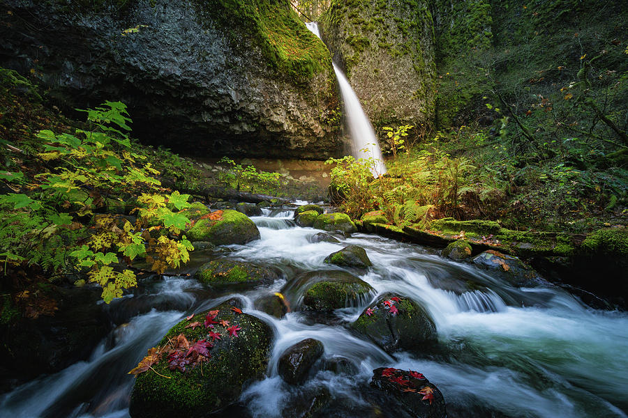 Ponytail falls with autumn foliage #1 Photograph by William Lee