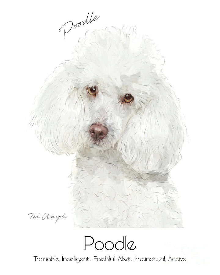 Poodle Poster #2 Digital Art by Tim Wemple