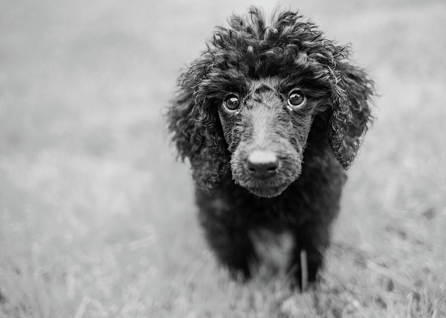 Poodle puppy #1 Photograph by Ed James