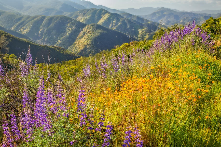 Poppies And Lupine #1 Photograph by Marc Crumpler