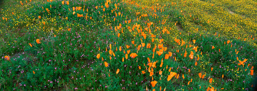 Flower Photograph - Poppies And Wildflowers, Antelope #1 by Panoramic Images