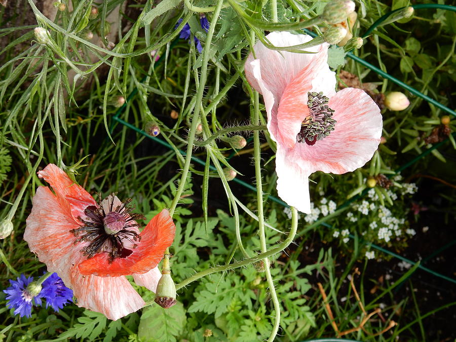 Poppies #1 Photograph by Betty-Anne McDonald