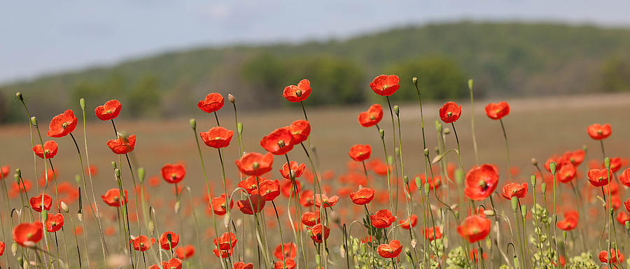 Poppies Photograph by Eleszabeth McNeel - Fine Art America