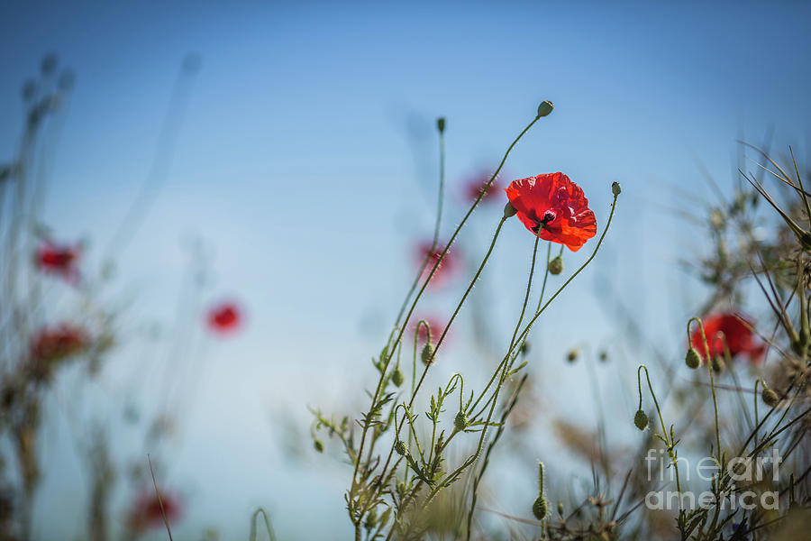 Summer Photograph - Poppies #1 by Eva Lechner