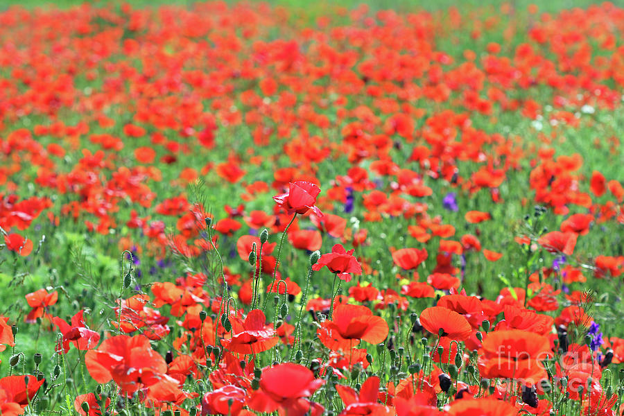 Poppies Flower Field Nature Background Photograph by Goce Risteski ...