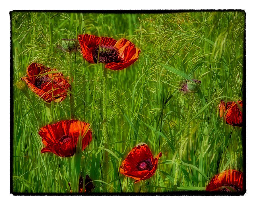 Poppies #1 Photograph by Hugh Smith