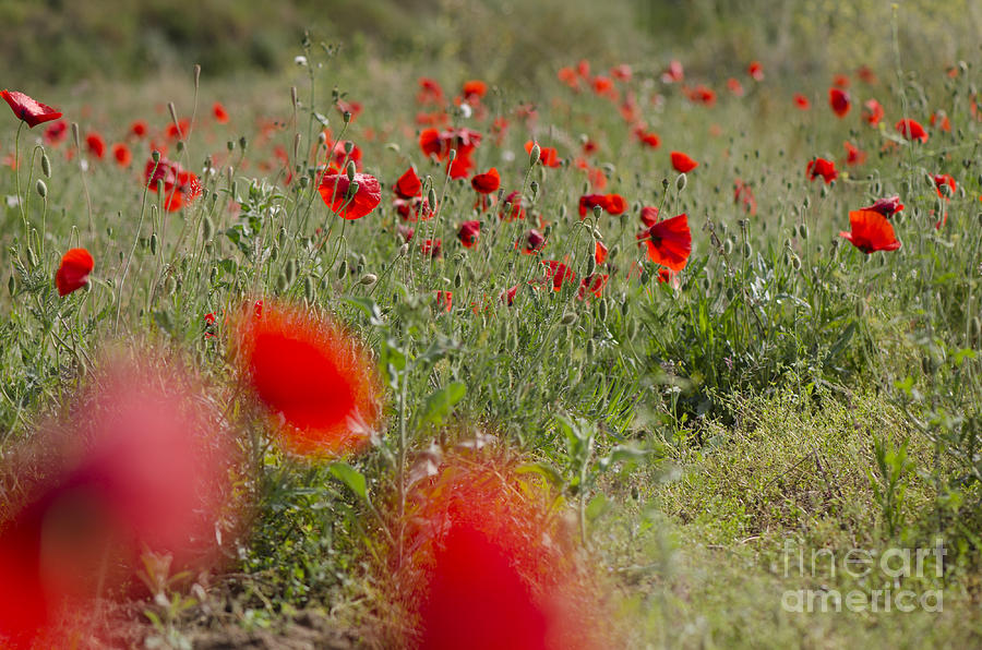 Poppies in field in spring #1 Photograph by Perry Van Munster