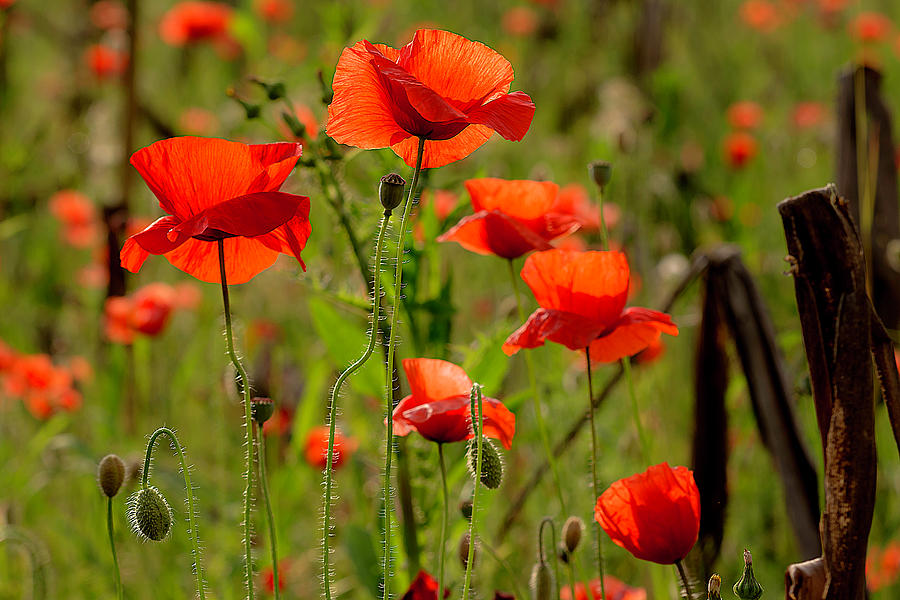 Poppies in the field #1 Photograph by Wolfgang Stocker