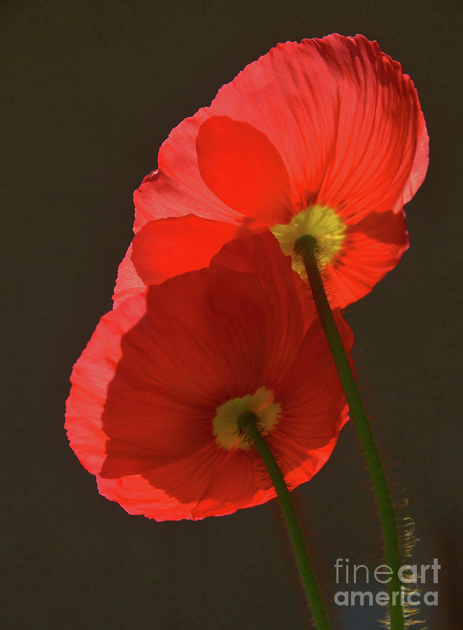 Poppies In the Light Photograph by Debby Pueschel