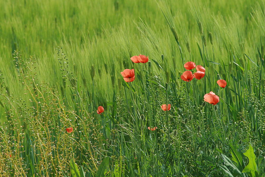 Poppies #1 Photograph by Kelley Nelson