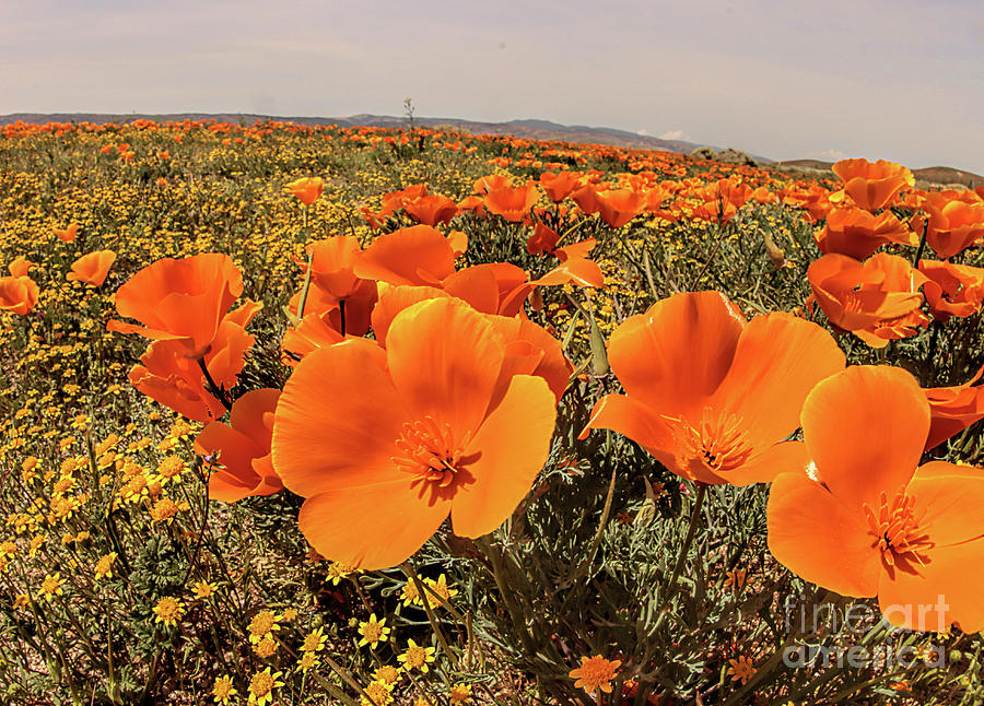 Poppies #1 Photograph by Mark Jackson