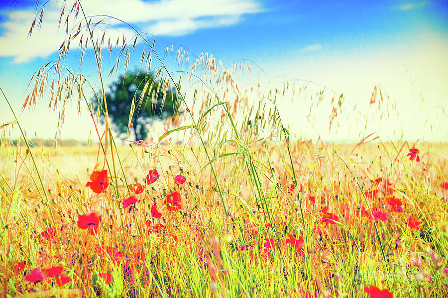 Poppies with tree in the distance #1 Photograph by Silvia Ganora