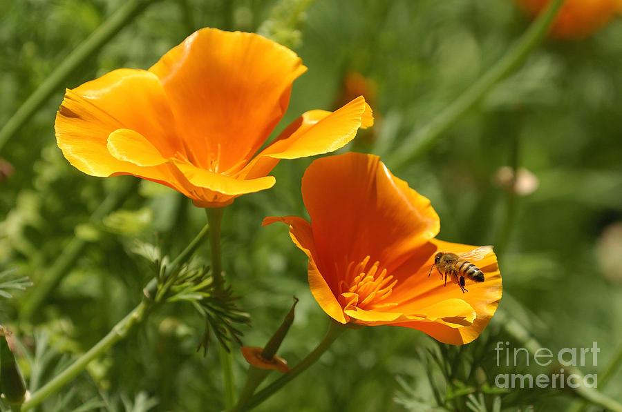 Poppy and Bee #1 Photograph by Marc Bittan