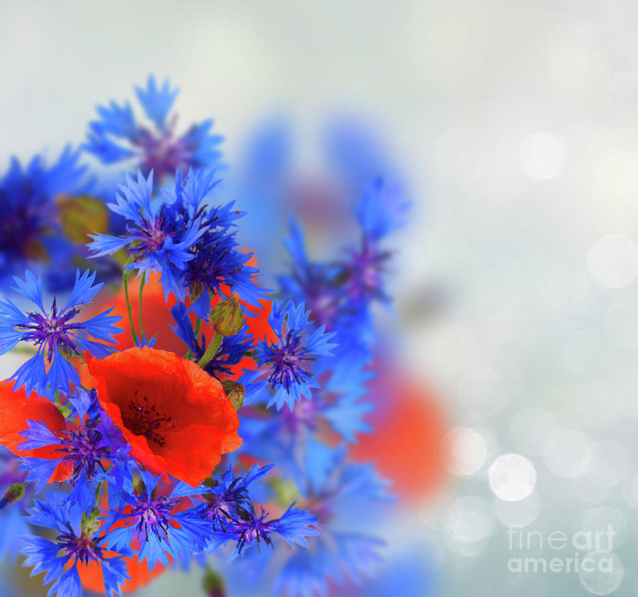 Poppy and Cornflowers Photograph by Anastasy Yarmolovich